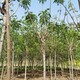 唐山火炬樹圖