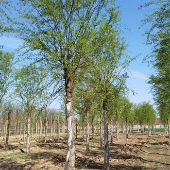 甘肅柳樹產地,常年供應