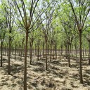 18公分國槐基地,金枝國槐
