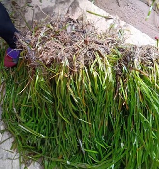 鄂尔多斯水生态修复常绿苦草种苗保质保量