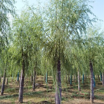 8公分柳樹批發常年供應