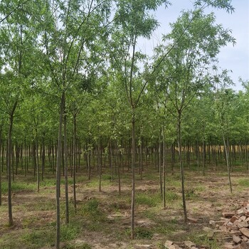 24公分旱柳價(jià)格,饅頭柳