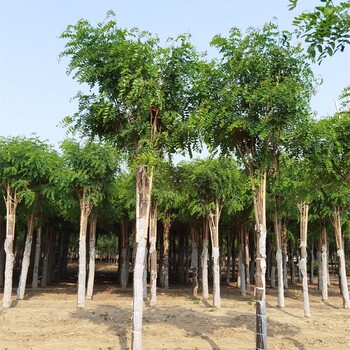 12公分香花槐供應,按需出售