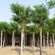 上海香花槐圖