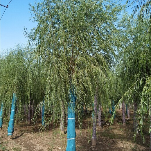 貴州柳樹報價,垂柳樹