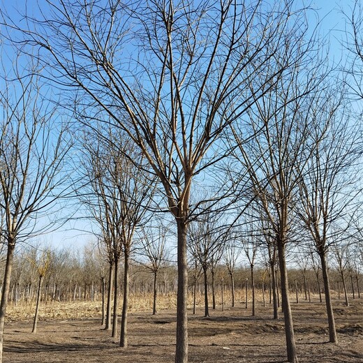 福建南平國槐基地,易成活