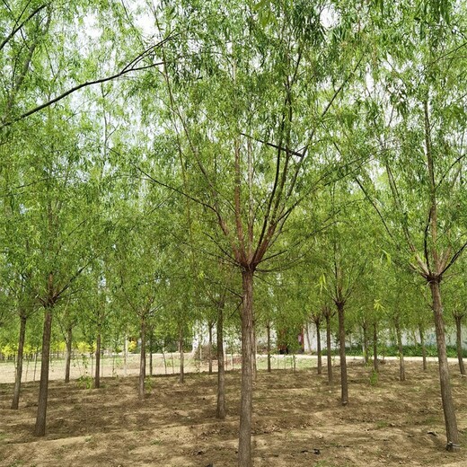 江西萍鄉(xiāng)柳樹(shù),垂柳樹(shù)