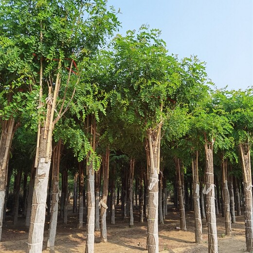 18公分香花槐基地,五七香花槐