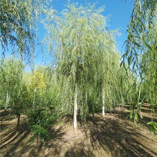 柳樹基地,常年供應