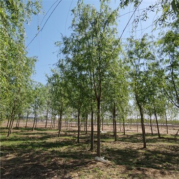世澤園林-樹苗廠家-垂柳出售-性價(jià)比強(qiáng)-土球好