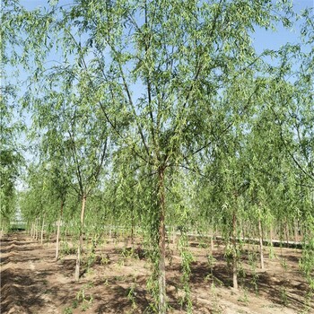 湖南郴州柳樹價(jià)格