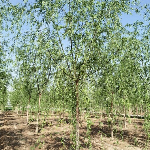 14公分柳樹(shù)產(chǎn)地常年供應