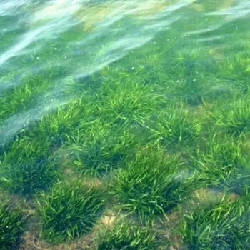 赤峰水生植物種植矮生苦草種苗種植公司
