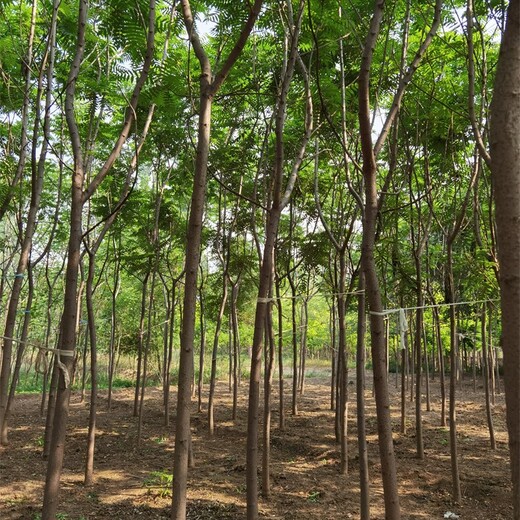 湖北仙桃火炬樹產(chǎn)地,數(shù)量大