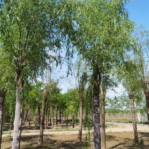 3公分柳樹報(bào)價(jià),垂柳樹