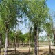 25公分柳樹圖