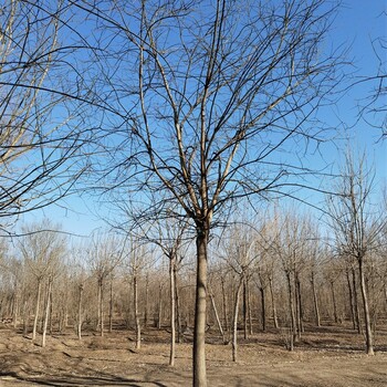湖南婁底國槐基地,易成活