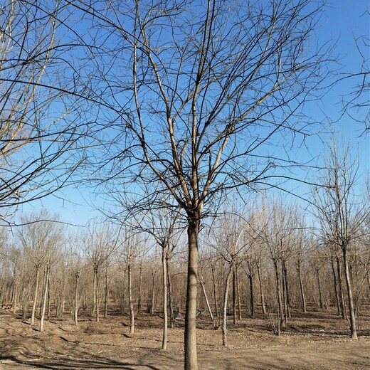江西撫州國槐基地,金枝槐