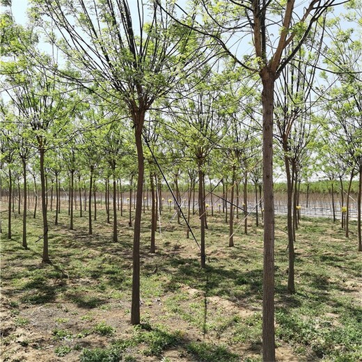 8公分國(guó)槐基地