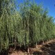 柳樹出售圖