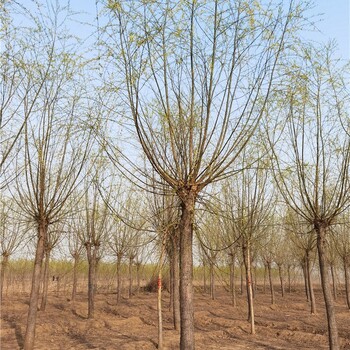 江西撫州柳樹(shù)批發(fā),垂柳樹(shù)