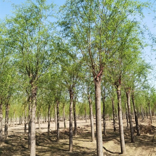 內(nèi)蒙古柳樹,垂柳樹