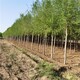 重慶榆樹圖