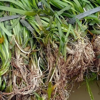 松江水生植物種植常綠苦草種苗廠家