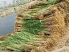 仙桃水生植物种植湿地芦苇种苗种植公司