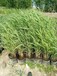 鹤壁绿化工程用苗芦苇苗成活率高