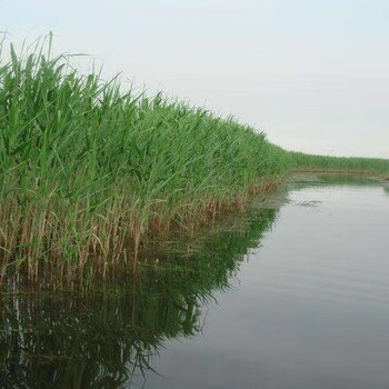 寧河常綠耐寒蘆葦苗種植公司