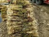哈尔滨绿化工程用苗湿地芦苇种苗批发价格