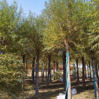 福建莆田饅頭柳產地,旱柳樹