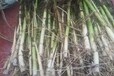 南通水生植物种植芦苇苗保质保量