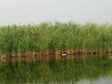 河东绿化工程用苗芦苇苗保质保量