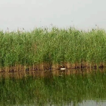 滁州包成活湿地芦苇种苗价格