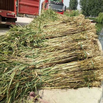 寧河常綠耐寒蘆葦苗種植公司