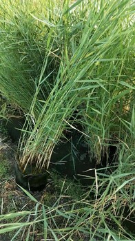 朝陽水生植物種植蘆葦苗種植公司