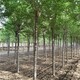 榆樹廠家圖
