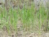 广安水生态修复湿地芦苇种苗种植公司