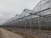 育苗新疆溫室大棚規劃建造