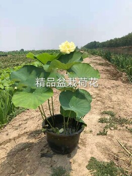 文山盆栽种苗荷花种苗种植公司