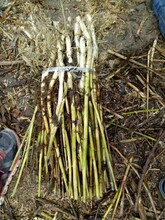 三門峽水生態修復濕地蘆葦種苗種植公司圖片