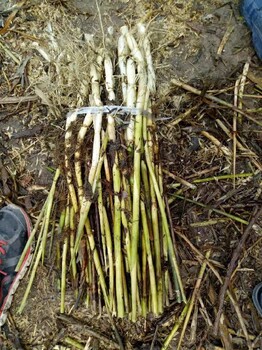 扬州水生植物种植湿地芦苇种苗保质保量