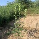许昌大叶黄杨地苗绿化苗木,40公分高大叶黄杨原理图
