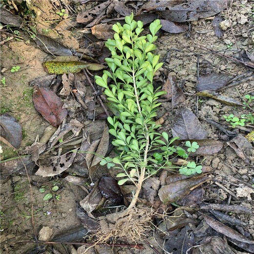 周口豆瓣黃楊地苗廠區(qū)綠化