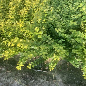 許昌金葉女貞小杯苗色塊苗基地,30公分高金葉女貞