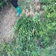 大葉黃楊地苗基地圖