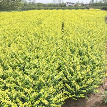 洛陽金葉女貞小杯苗苗圃場,60公分高金葉女貞