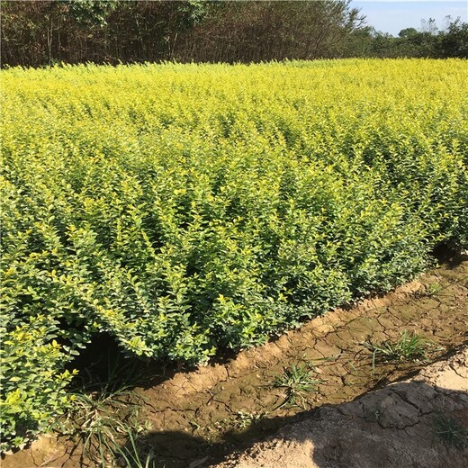 焦作金葉女貞廠區(qū)綠化,50公分高金葉女貞